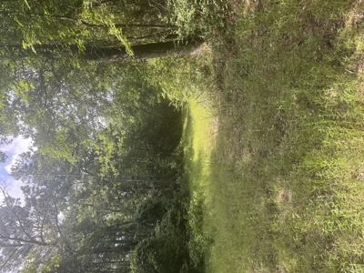 East Texas Hunting/Recreational Land For Sale - image 14