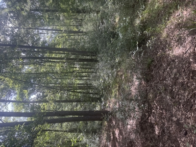 East Texas Hunting/Recreational Land For Sale - image 8