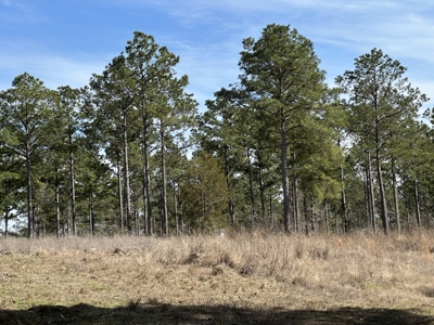 East Texas Hunting/Recreational/Timber Tract For Sale - image 28