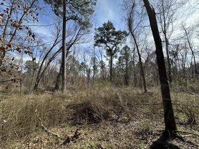 East Texas Hunting/Recreational/Timber Tract For Sale - image 22
