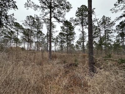 East Texas Hunting/Recreational/Timber Tract For Sale - image 13
