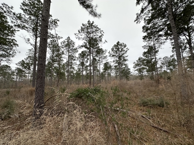 East Texas Hunting/Recreational/Timber Tract For Sale - image 14