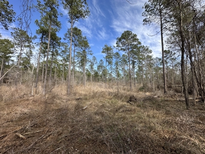 East Texas Hunting/Recreational/Timber Tract For Sale - image 39