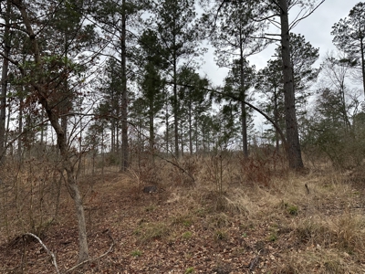 East Texas Hunting/Recreational/Timber Tract For Sale - image 3