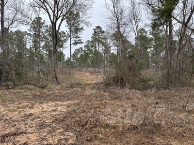East Texas Hunting/Recreational/Timber Tract For Sale - image 7