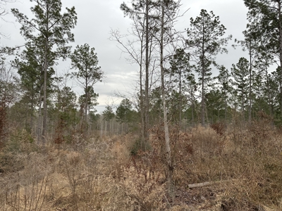 East Texas Hunting/Recreational/Timber Tract For Sale - image 4