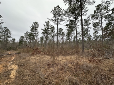 East Texas Hunting/Recreational/Timber Tract For Sale - image 10