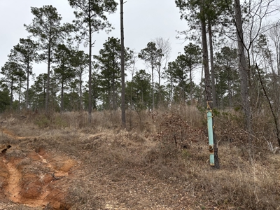 East Texas Hunting/Recreational/Timber Tract For Sale - image 9