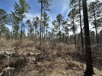 East Texas Hunting/Recreational/Timber Tract For Sale - image 25
