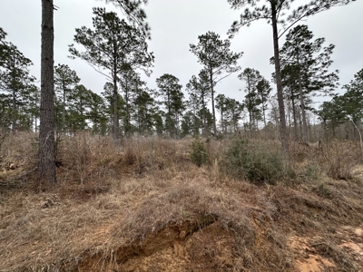 East Texas Hunting/Recreational/Timber Tract For Sale - image 11