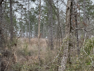 East Texas Hunting/Recreational/Timber Tract For Sale - image 6