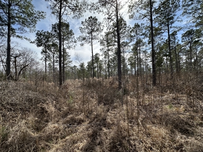 East Texas Hunting/Recreational/Timber Tract For Sale - image 34