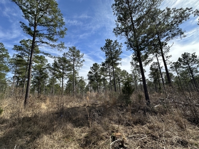 East Texas Hunting/Recreational/Timber Tract For Sale - image 35