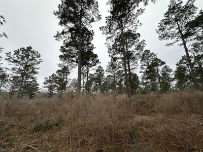 East Texas Hunting/Recreational/Timber Tract For Sale - image 15