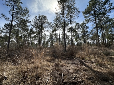 East Texas Hunting/Recreational/Timber Tract For Sale - image 32