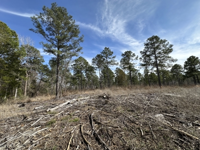 East Texas Hunting/Recreational/Timber Tract For Sale - image 31