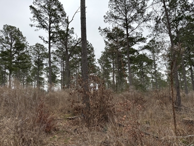 East Texas Hunting/Recreational/Timber Tract For Sale - image 12