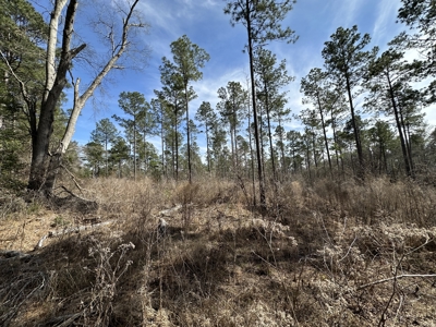 East Texas Hunting/Recreational/Timber Tract For Sale - image 26