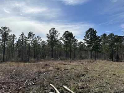 East Texas Hunting/Recreational/Timber Tract For Sale - image 30