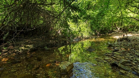 Ozarks Farm for Sale! 155 Acres of Land for Sale! - image 2
