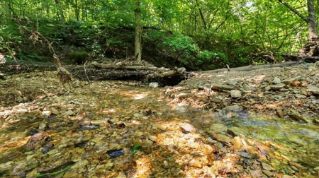 Ozarks Farm for Sale! 155 Acres of Land for Sale! - image 6