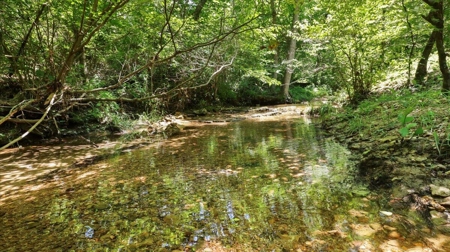 Ozarks Farm for Sale! 155 Acres of Land for Sale! - image 5