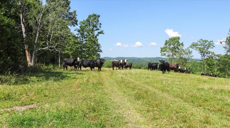 Ozarks Farm for Sale! 155 Acres of Land for Sale! - image 41