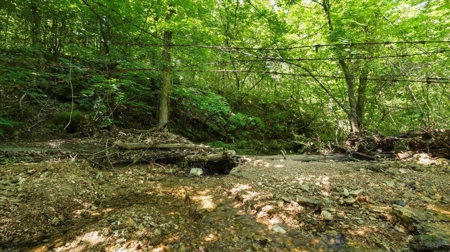 Ozarks Farm for Sale! 155 Acres of Land for Sale! - image 4
