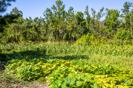 25 Acres with Country Home for Sale in Madison, Florida - image 15