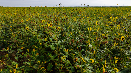 172 acres Hardeman County TX farm land - image 15