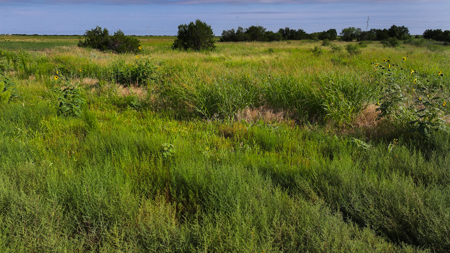 172 acres Hardeman County TX farm land - image 4