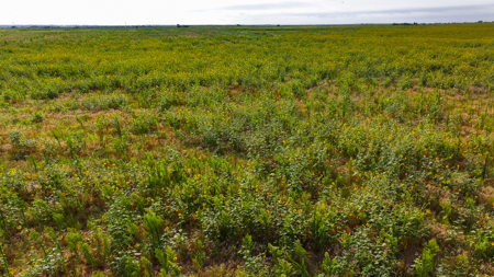 172 acres Hardeman County TX farm land - image 12