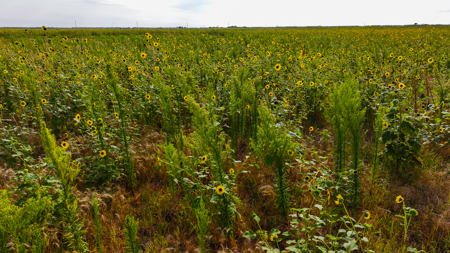 172 acres Hardeman County TX farm land - image 11