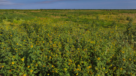 172 acres Hardeman County TX farm land - image 2