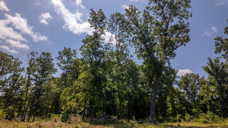 Secluded Acreage for sale in the Arkansas Ozarks - image 4
