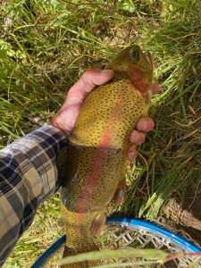Premier Colorado Wilderness Lodge & Big Game Outfitter for Sale - image 16