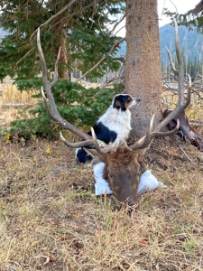 Premier Colorado Wilderness Lodge & Big Game Outfitter for Sale - image 32