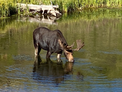 Premier Colorado Wilderness Lodge & Big Game Outfitter for Sale - image 18
