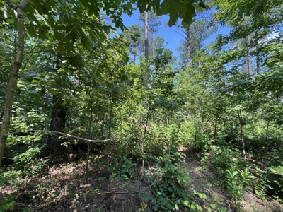 Two 3 to 5 Acre Wooded Lots For Sale near Searcy, AR - image 9