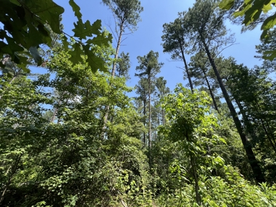 Two 3 to 5 Acre Wooded Lots For Sale near Searcy, AR - image 7