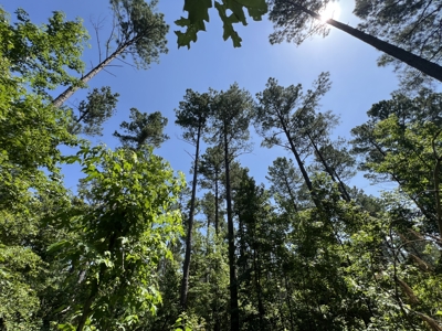 Two 3 to 5 Acre Wooded Lots For Sale near Searcy, AR - image 6