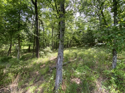 Lakefront Lot in Cass County, TX for Sale - image 19