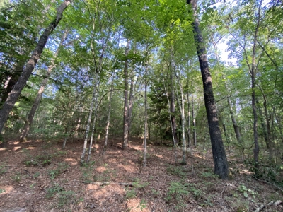 Private Hunting Land in Marion County - image 15