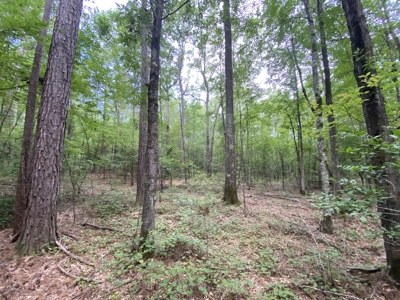 Private Hunting Land in Marion County - image 24