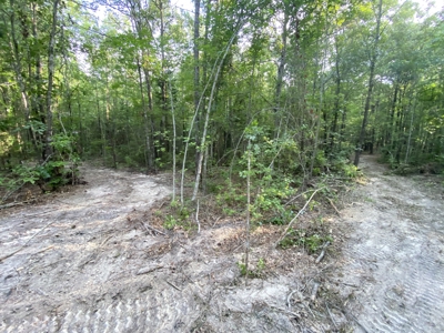 Private Hunting Land in Marion County - image 7