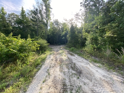 Private Hunting Land in Marion County - image 5