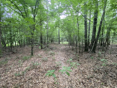 Private Hunting Land in Marion County - image 25