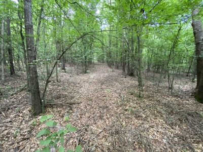 Private Hunting Land in Marion County - image 26