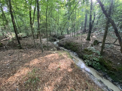 Private Hunting Land in Marion County - image 11