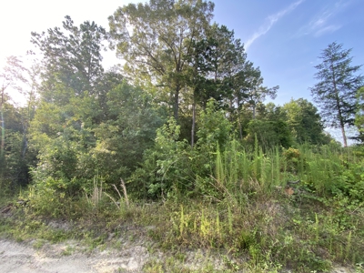 Private Hunting Land in Marion County - image 4